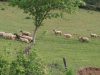 Ferme de chez le bois