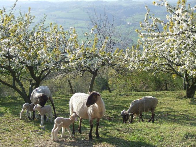 La Ferme de Pâquerette &#8211; Producteur de viande ovine