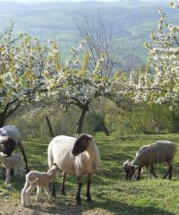La Ferme de Pâquerette – Producteur de viande ovine
