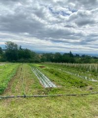 Le Petit Jardinier ULME Lucas