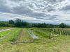 Le Petit Jardinier ULME Lucas