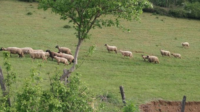 Ferme de chez le bois