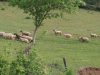 Ferme de chez le bois