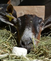La Ferme du Marjon