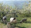La Ferme de Pâquerette – Producteur de viande ovine