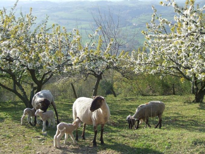 La Ferme de Pâquerette &#8211; Producteur de viande ovine