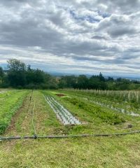 Le Petit Jardinier ULME Lucas