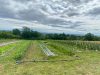 Le Petit Jardinier ULME Lucas