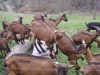 La ferme de la Milonière