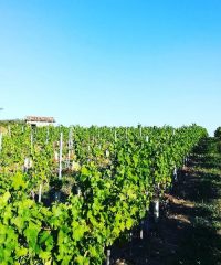 Domaine d’Yf