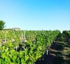 Domaine d’Yf