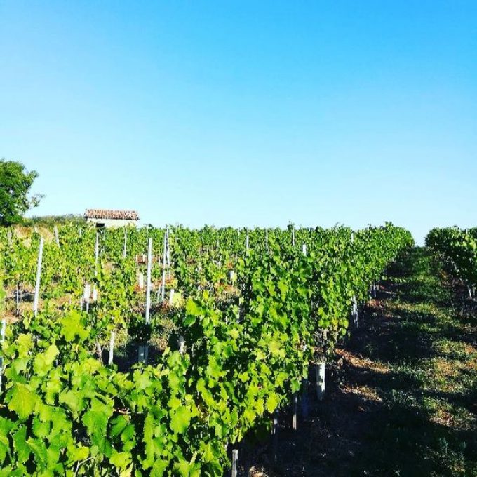 Domaine d&rsquo;Yf