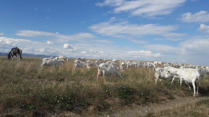Les biquettes des Orlets