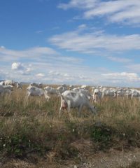 Les biquettes des Orlets