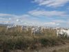 Les biquettes des Orlets