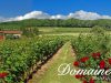 Domaine de Rotisson