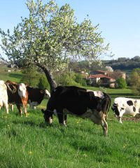 Producteur laitier – EARL du Menhir : M. Franck Blanc
