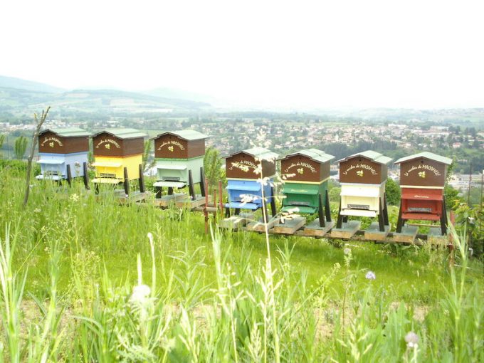 Le rucher de Macameli