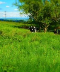 La Ferme du lac