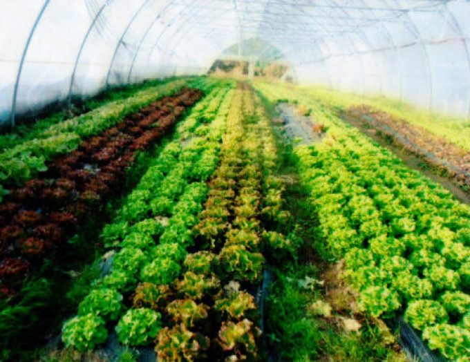 Producteurs Maraîchers Michel et Maximilien Bouchut