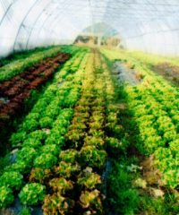 Producteurs Maraîchers Michel et Maximilien Bouchut